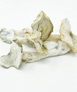 BUY ALBINO A+ MUSHROOMS | WORLDWIDE SHIPPING
