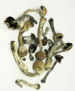 African Transkei Mushrooms